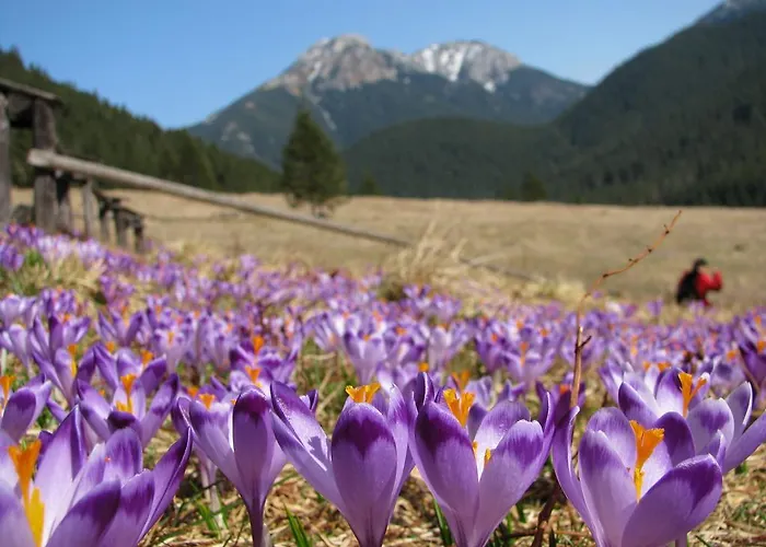 Pod Bocianem חוחולוב
